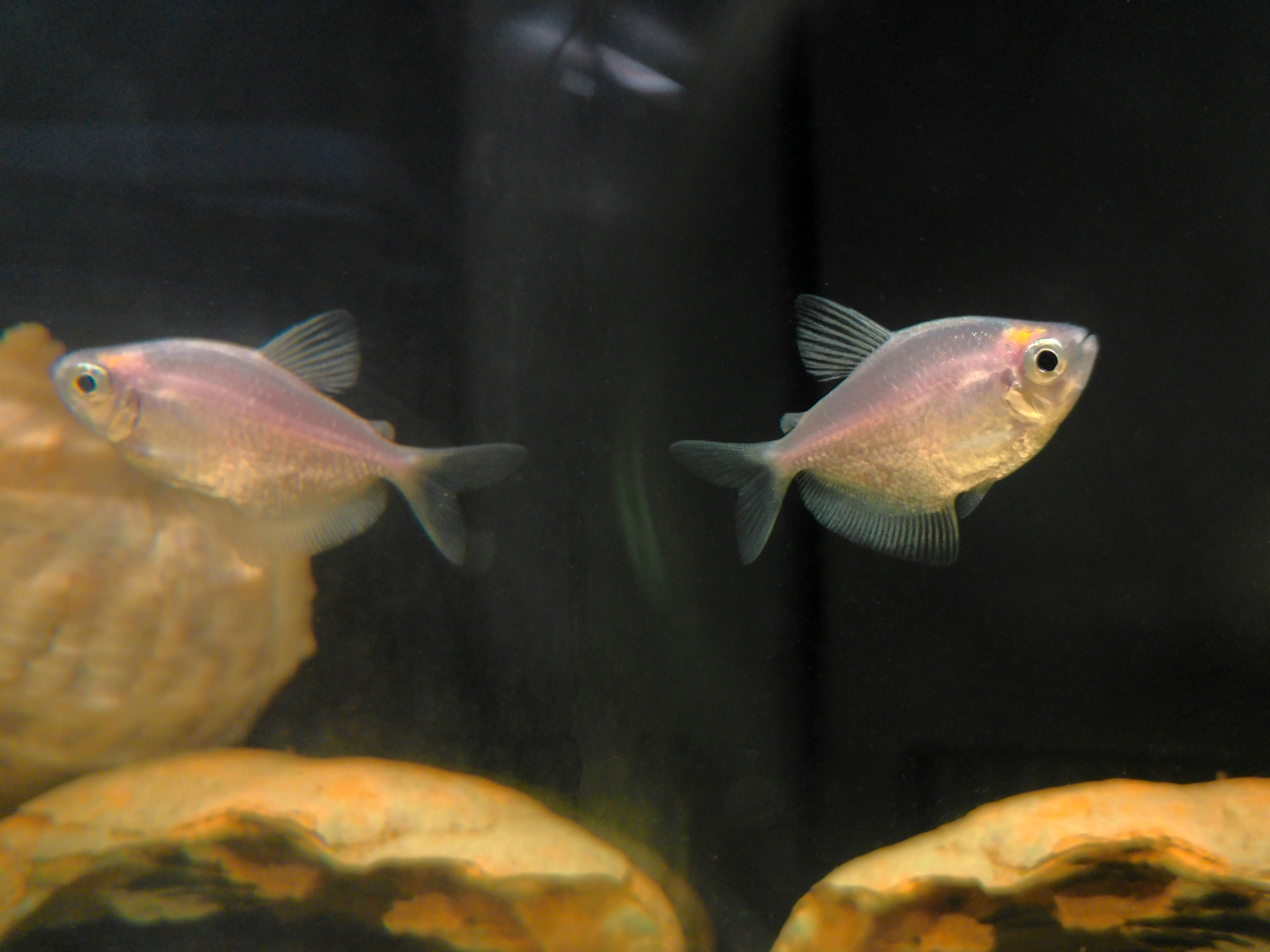 百元价位拍出千元质感！松典VE418国产卡片机真香实测