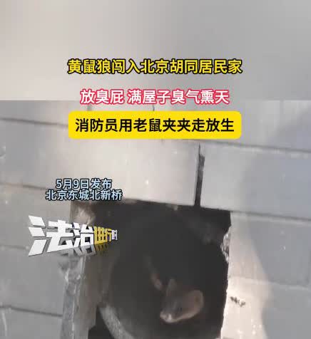 “这是要发财了？”5月9日，北京一大妈正打扫卫生，家中突然闯入一只黄鼠狼，躲在下