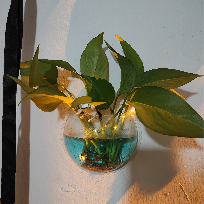稳步明