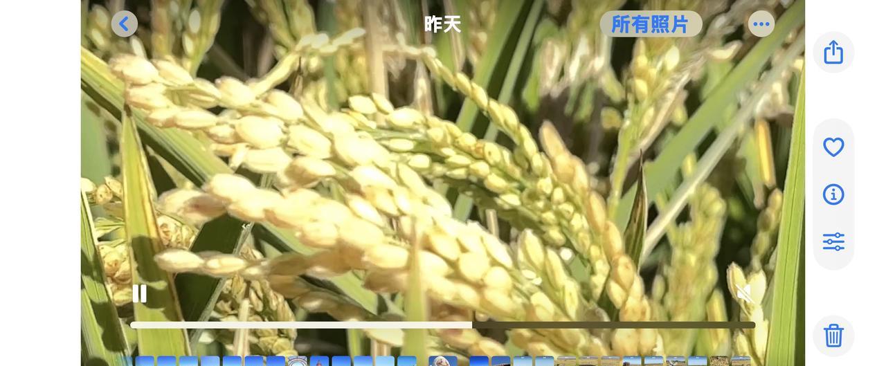 红海滩之旅：从稻田震撼到河蟹自由
吃了二十多年大米，我却从未真正认识过水稻。直到