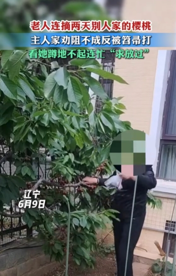 太无奈了，6月10日，辽宁某城市住宅区一楼住户的小院里，一棵樱桃树果实成熟，一老