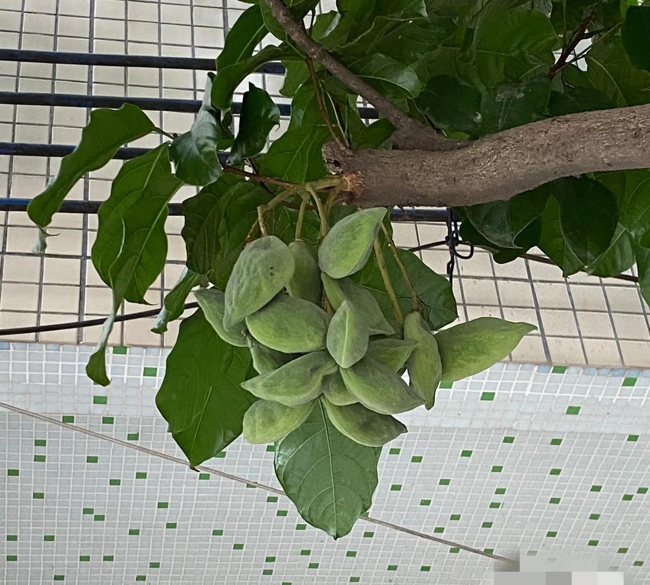 第一次见，微信识图的结果是苹婆