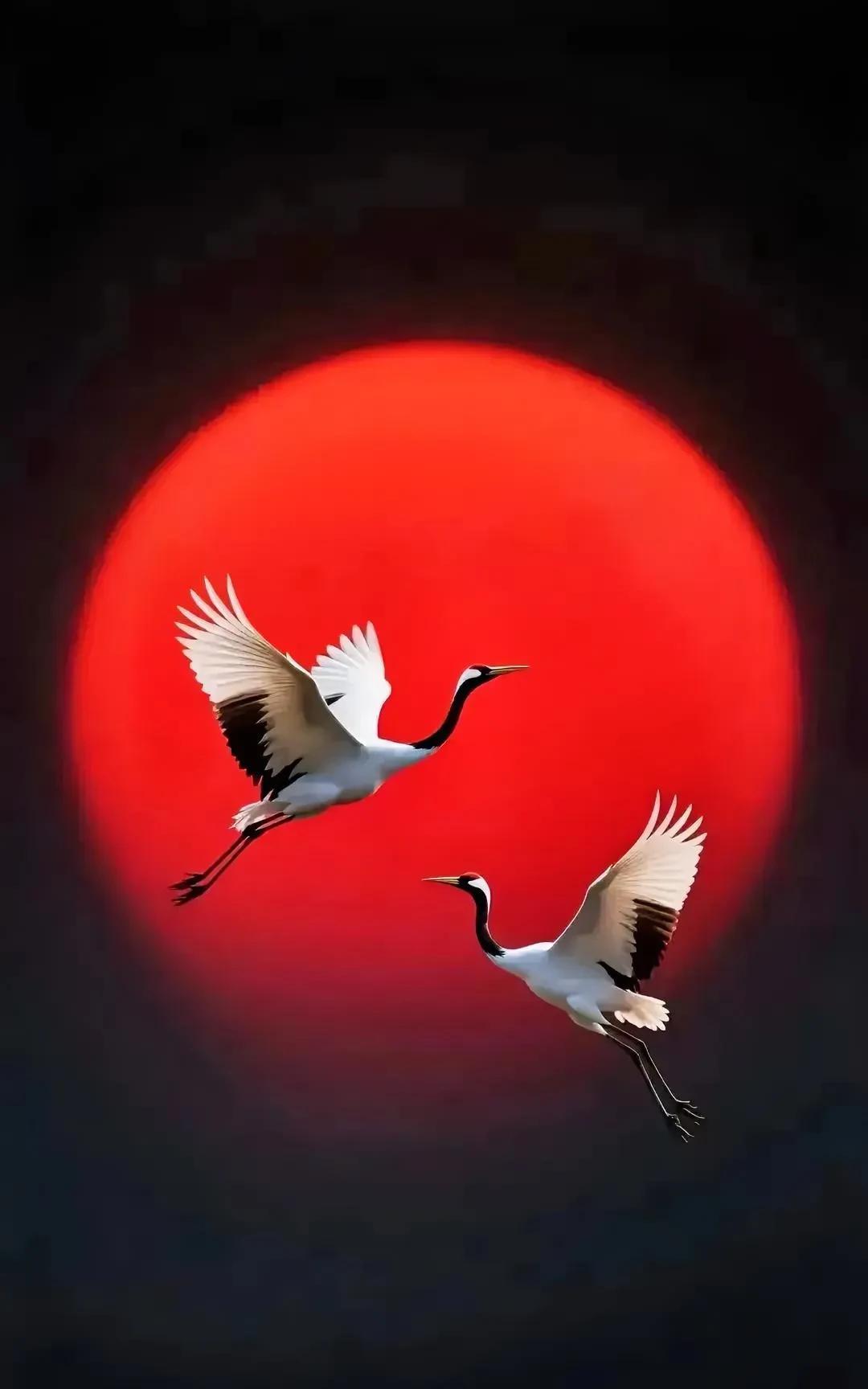 丹霞映鹤影，翩翩起舞时。