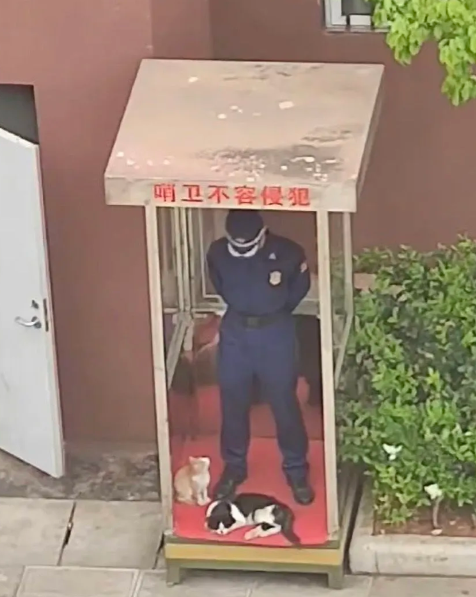 小猫：那咋啦，我又不识字

