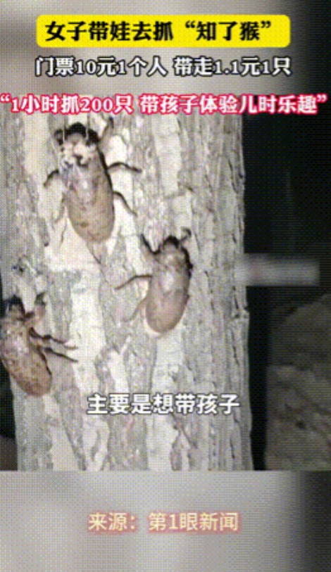 “有脑子干啥都发财！”江苏，一家养殖“知了猴”基地，老板居然以10元每人的门票，