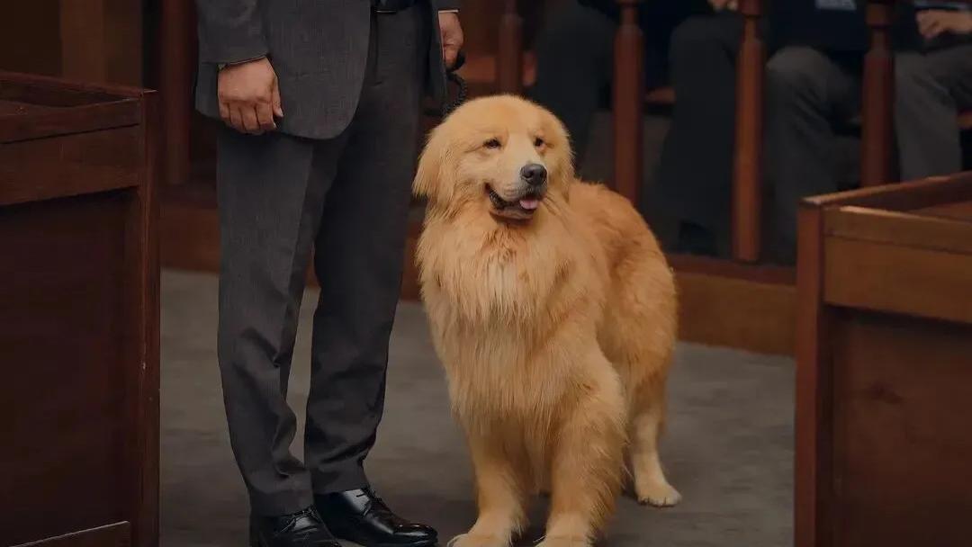 律政喜剧《公益律师》：拍动物保护法的韩剧已经next level