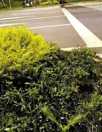 太离谱！

女子去公园里逛，发现丈夫和妹妹在一起，妹妹还叫自己丈夫