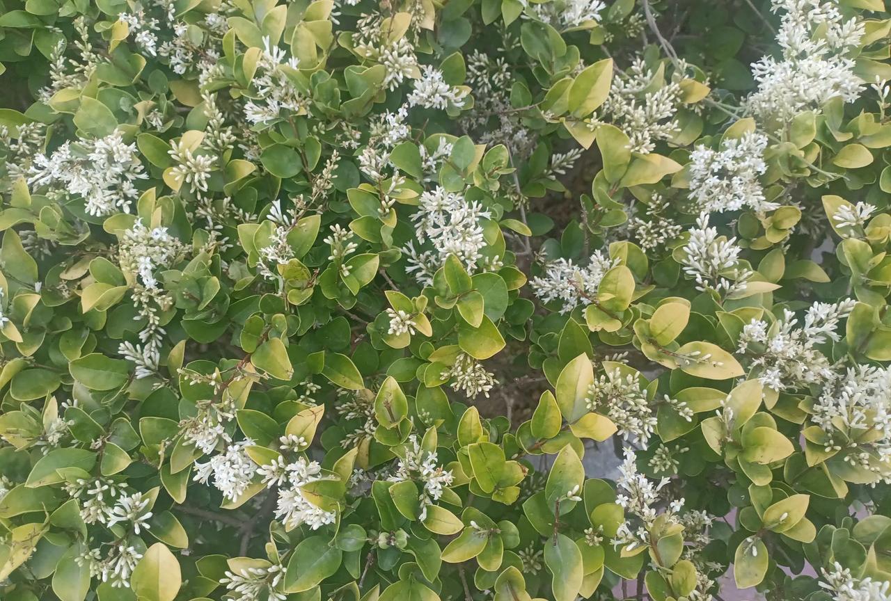 满大街充满了花香，原来是这样的微小花朵散发出来的。谁能想到。