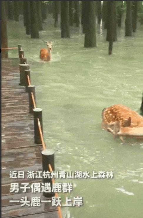 太美了！浙江杭州，男子在水上森林遇到鹿群，一头挂着铃铛的鹿轻盈跃出水面。网友：林