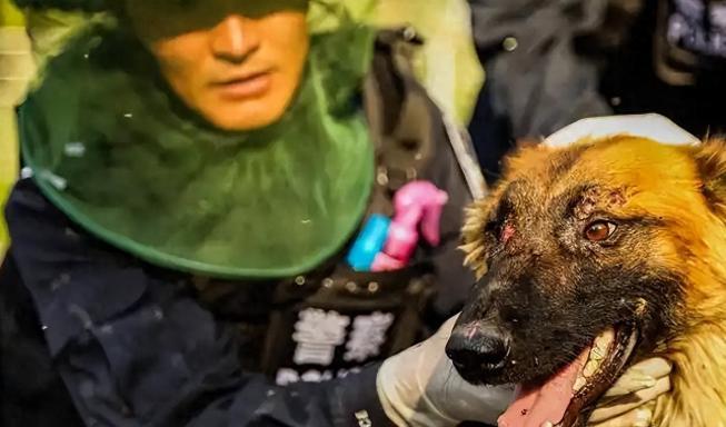 军人全天穿防护服，7条军犬被咬死，中国北湾边防线有多恐怖？
额尔齐斯河的融雪水刚