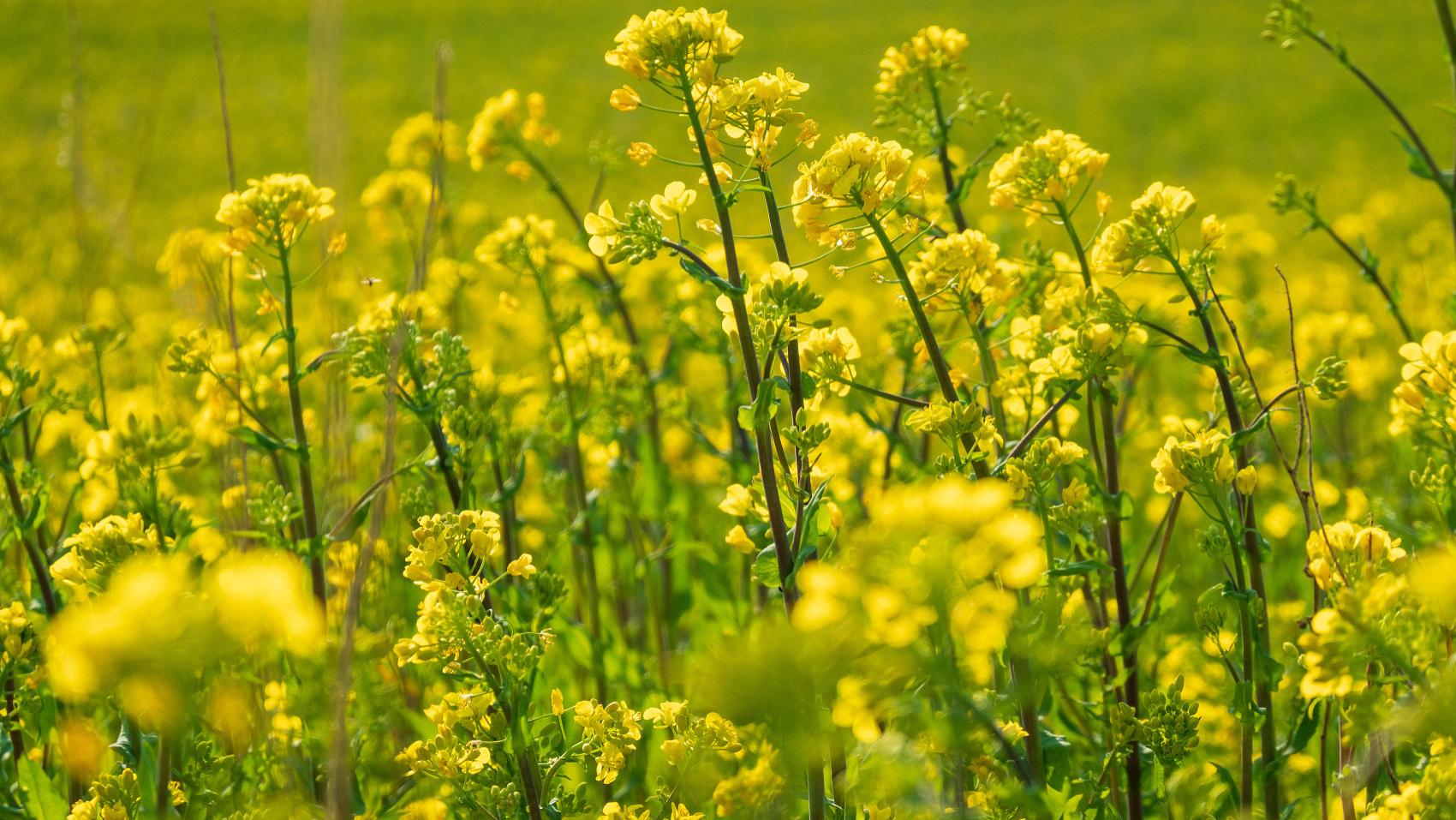 用食伤来制官杀，但食伤不给力而官杀太旺的人如何改运
