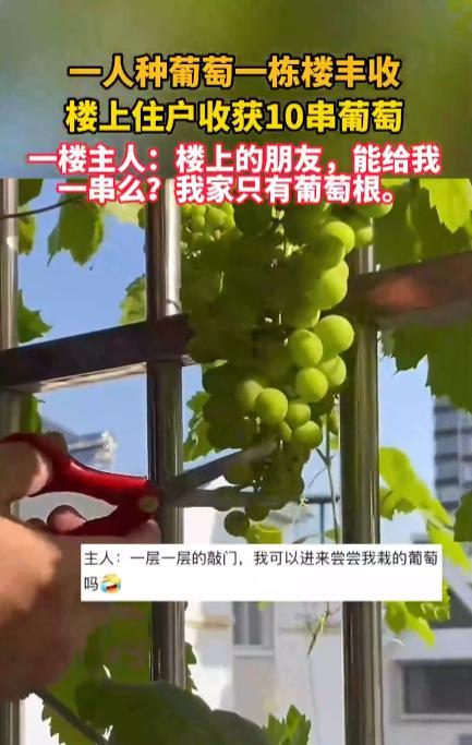 “太憋屈了！”近日，广西柳州，一位住在一楼的业主在院子里种了葡萄，结果葡萄藤全部