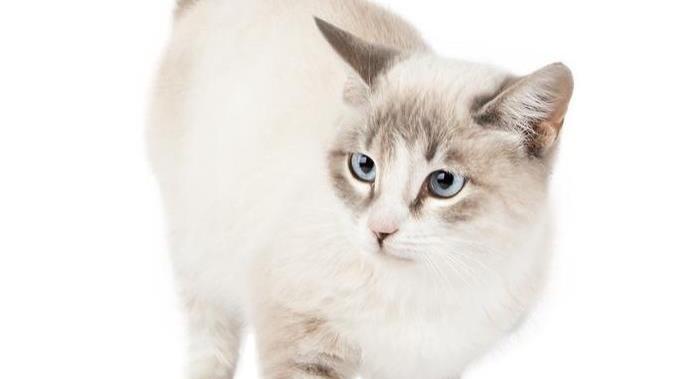 小猫在冬天通常需要特别的保暖措施