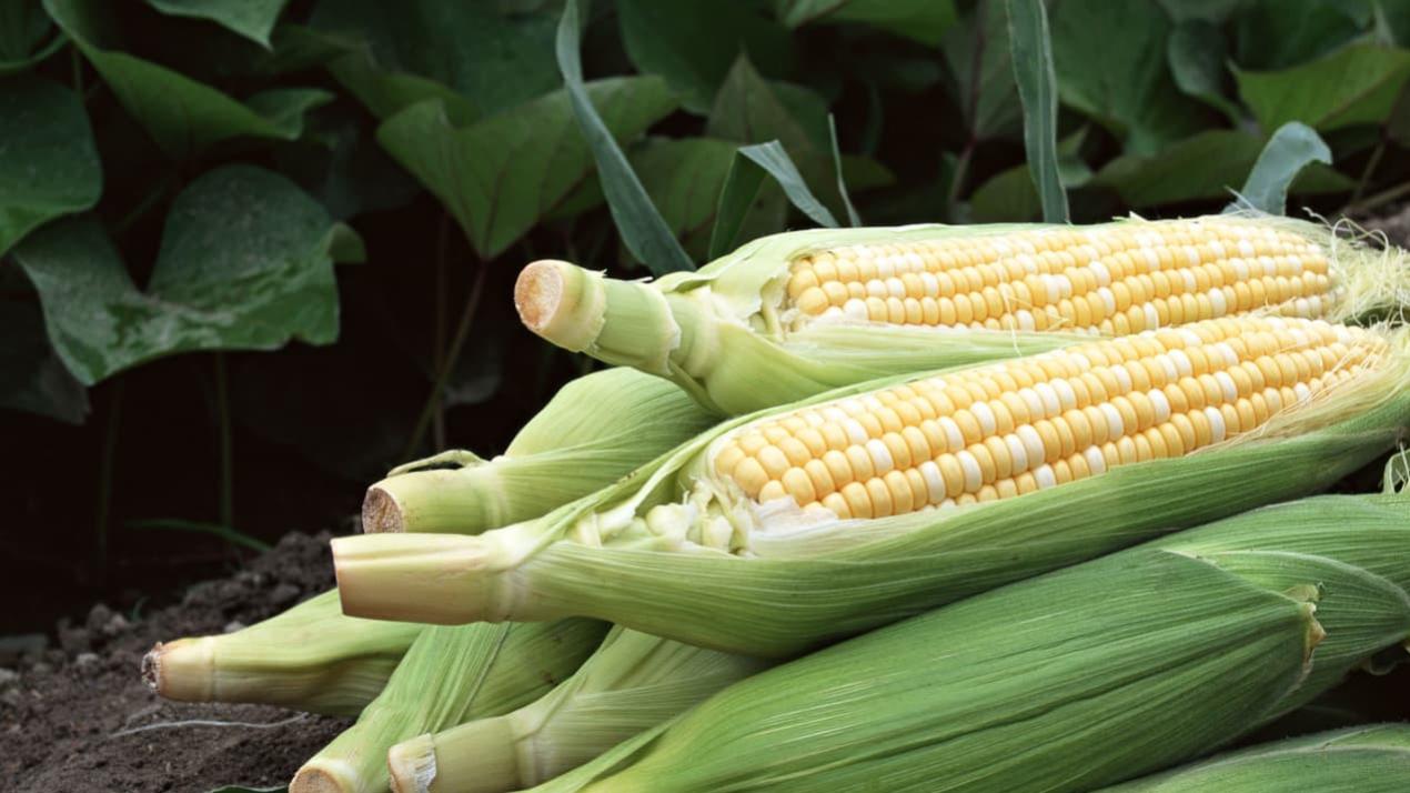 三周浇水心得体验，敢买吗？江南水乡，玉米节水灌溉效率高