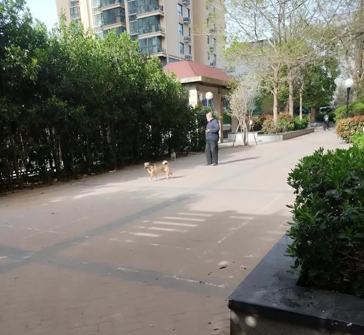 河南，一名女子发现自己的小区里，每天傍晚，都会有一名中年男子带着他家的狗出来遛，