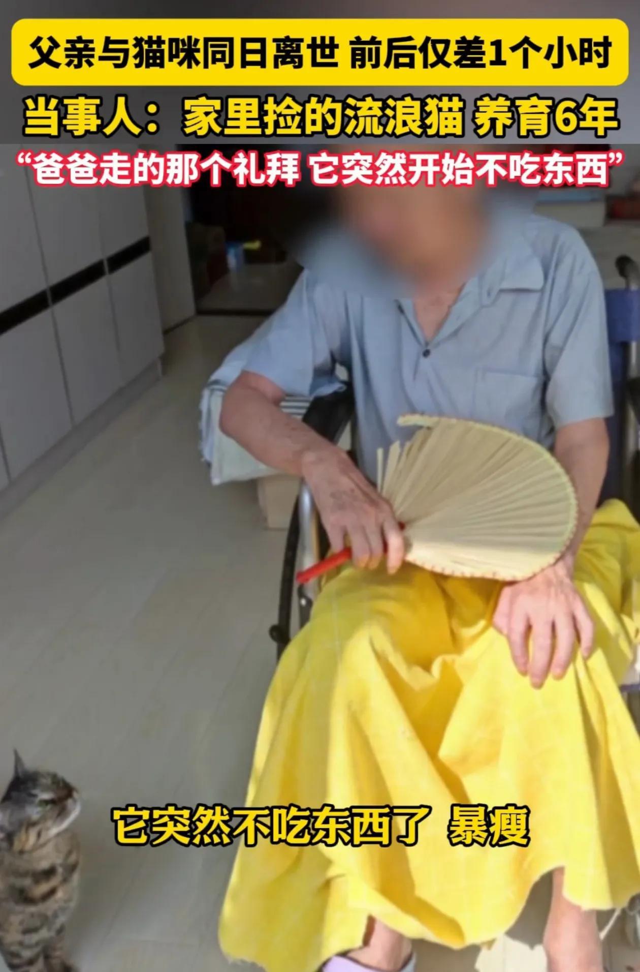 “解释不清了！”山东烟台，老人离世后仅仅一小时，家里养了六年的狸花猫也跟着走了，