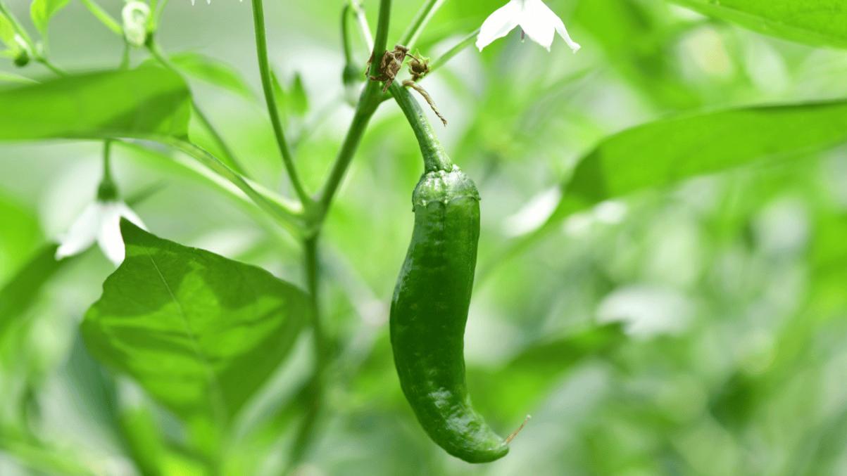 无处宣泄的“牛马”，为什么越来越爱吃辣？