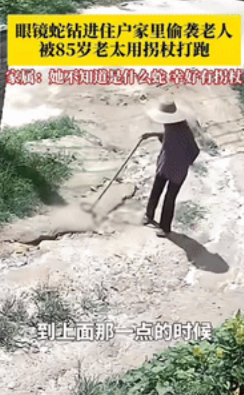 “宝刀未老！”广东湛江，85岁老太太在屋外散步，突然从草丛里跳出来一只眼镜蛇，就