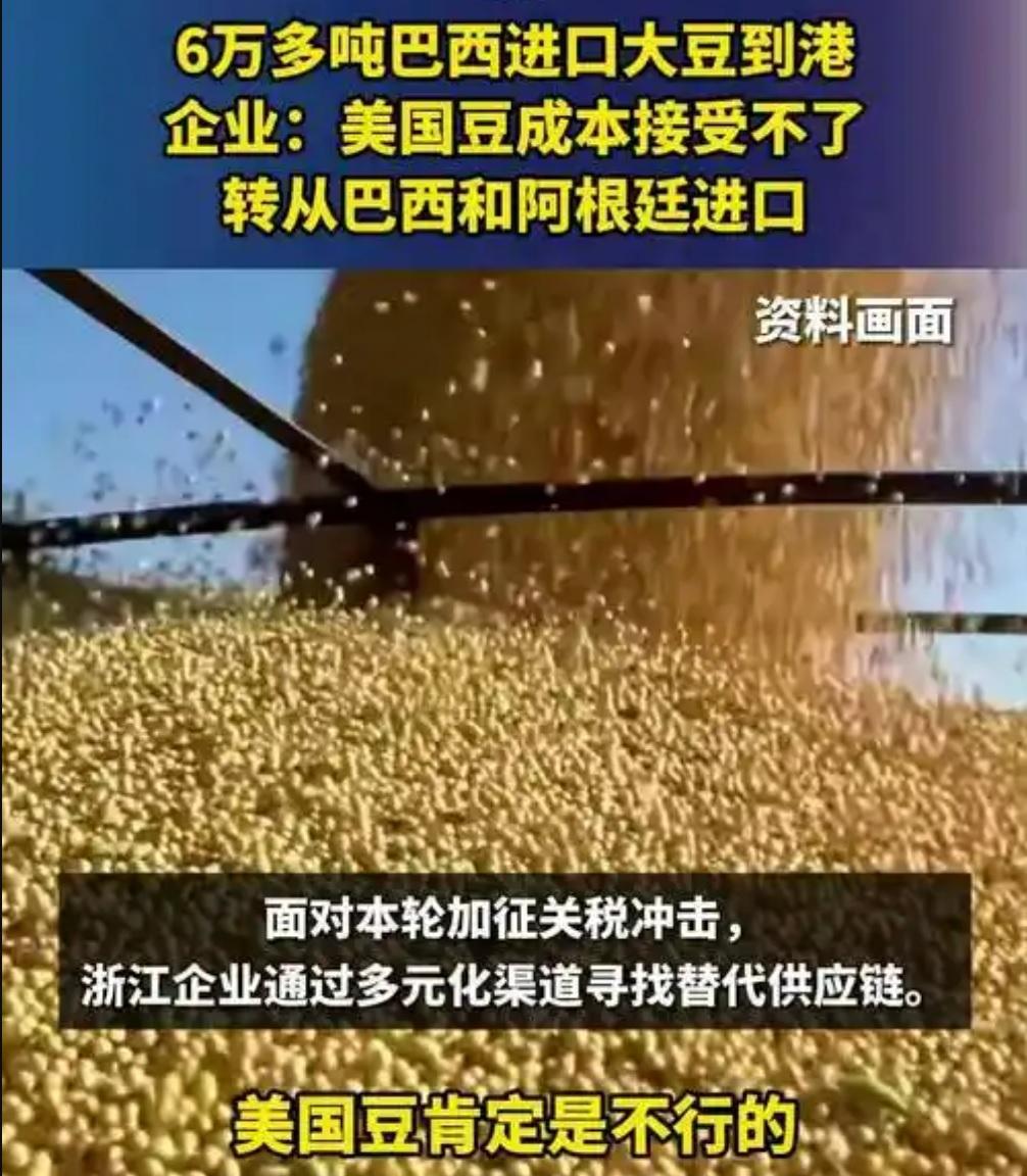 中国说到做到，真的一粒大豆都没买！半年来，中国停止进口美国大豆，美国农民哭惨了！