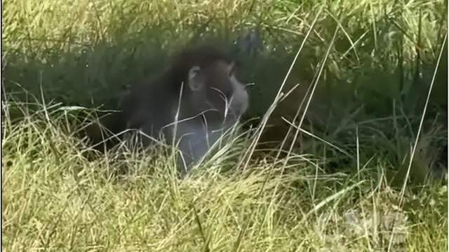 细思极恐！美国实验猴逃逸，病毒说法不一，1 只在逃威胁公共安全