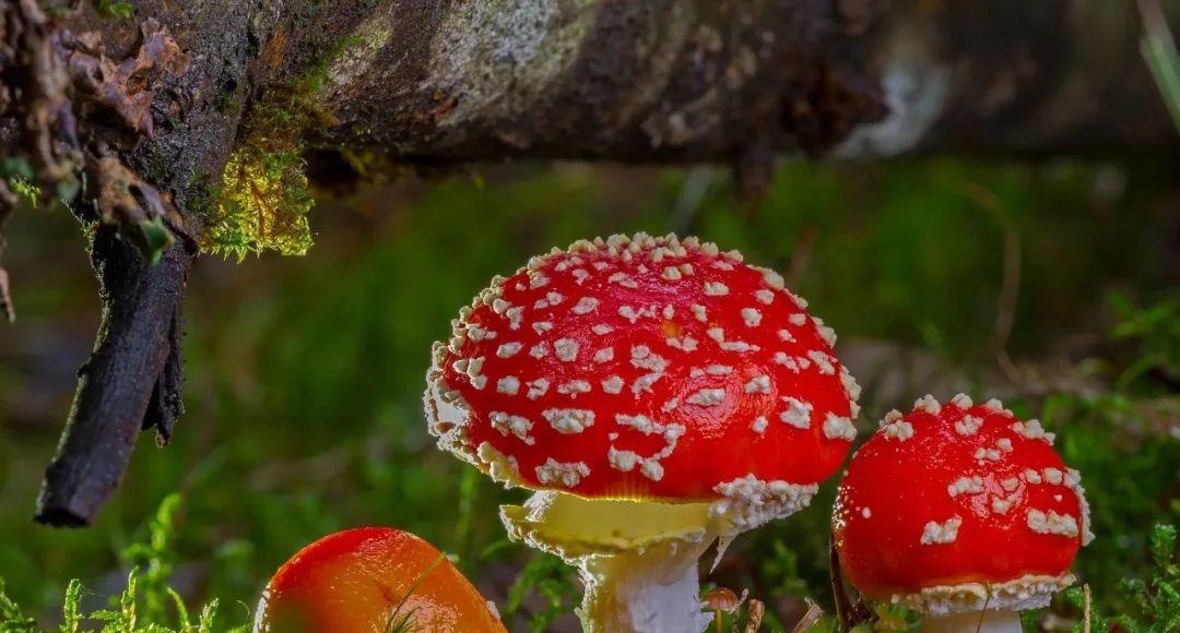 | 蘑菇战术 |
蒋介石33万军队全面进攻大西北，西北解放军只有2万多人，于是，