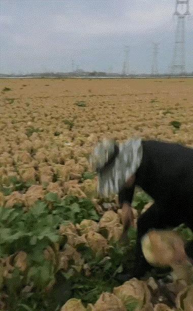 有谁能说清楚，
小白菜和大白菜到底有什么区别！
