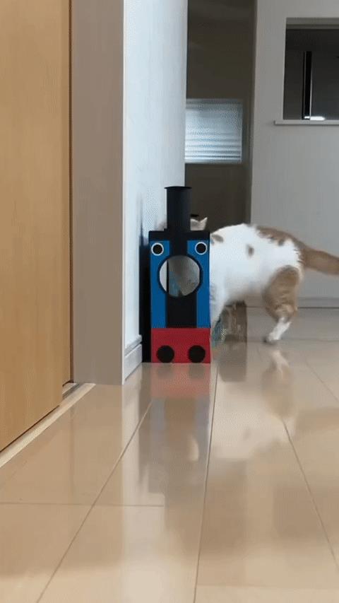 托猫斯小火车[大笑]