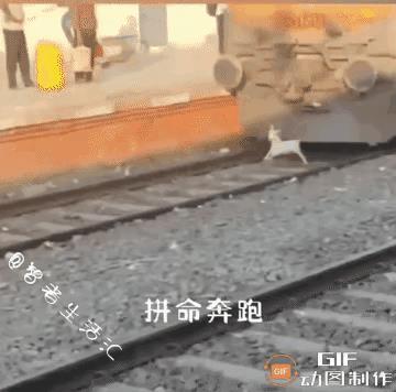 如果你是这小鹿，你如果逃跑？