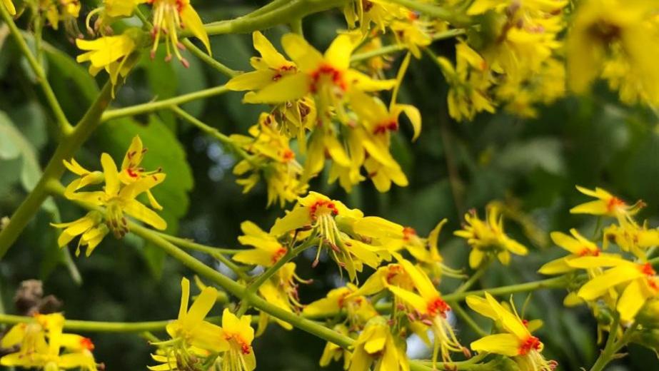 解读栾树花语：探寻奇妙、震撼与绚烂一生的寓意