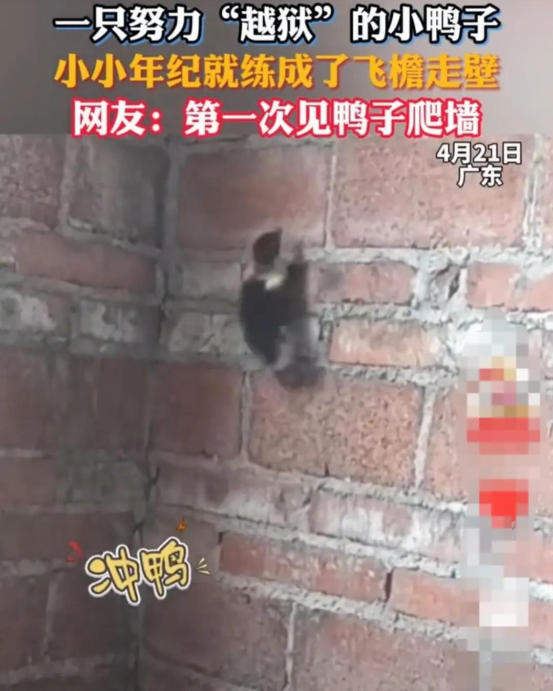 广东，一只小鸭子被主人圈在，有着很高围墙的鸡圈里。
小鸭子非常孤独寂寞，感觉在这