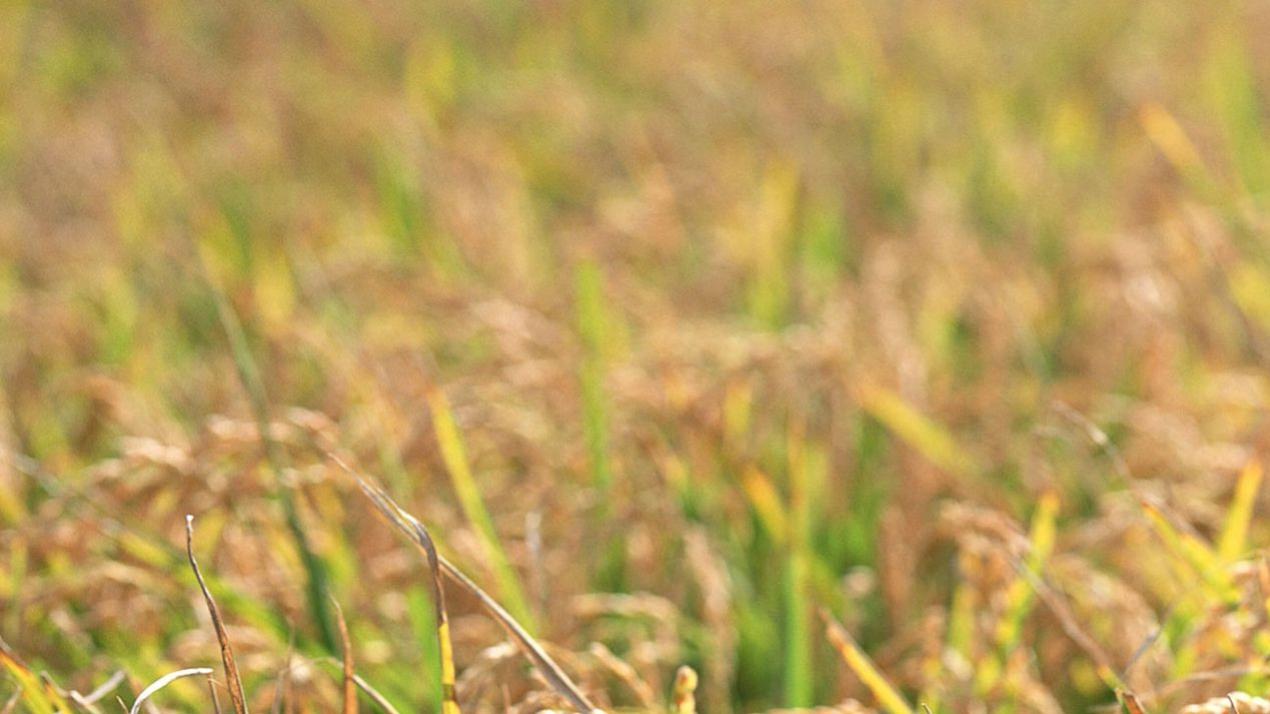 十五天浇水优化方案，暗藏玄机，干旱缺水区域，小麦节水灌溉技巧