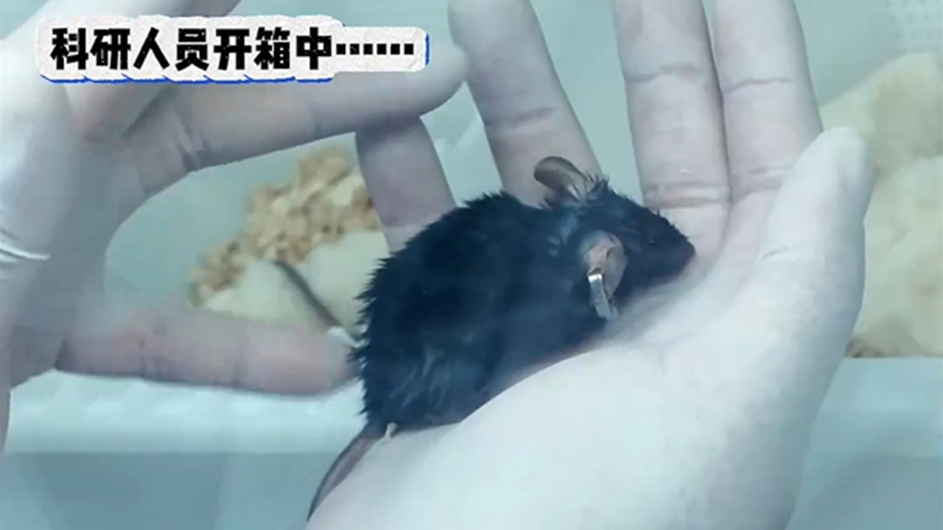 太空鼠回家后咋样了？最终结局会是啥？神舟二十二号发射倒计时 神舟二十二号整装待发！4鼠乘组牺牲是为了