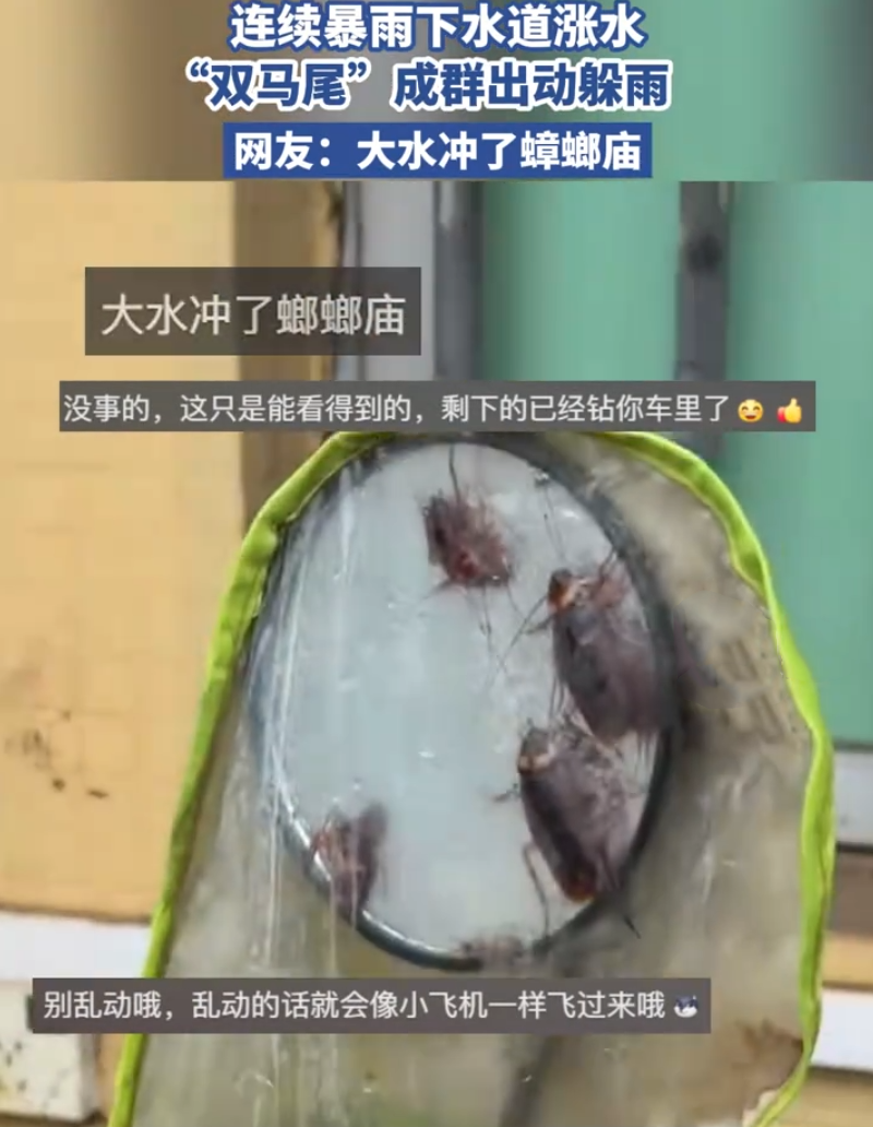 广东暴雨蟑螂成群出动躲雨

也有很多地方已经淹水了，包括老家那边，也有很多地方说