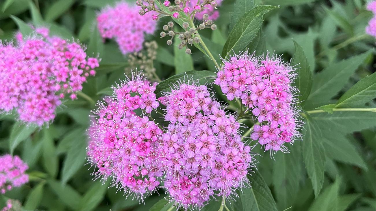 《颜色，粉花绣线菊》