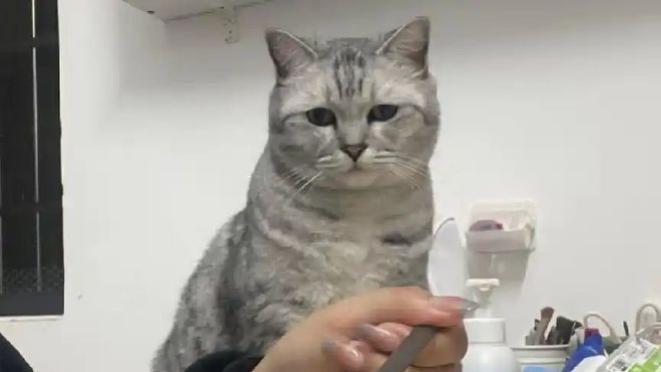 被猫咪智商碾压是什么体验？主人让猫别跳楼，它当场表演摔倒