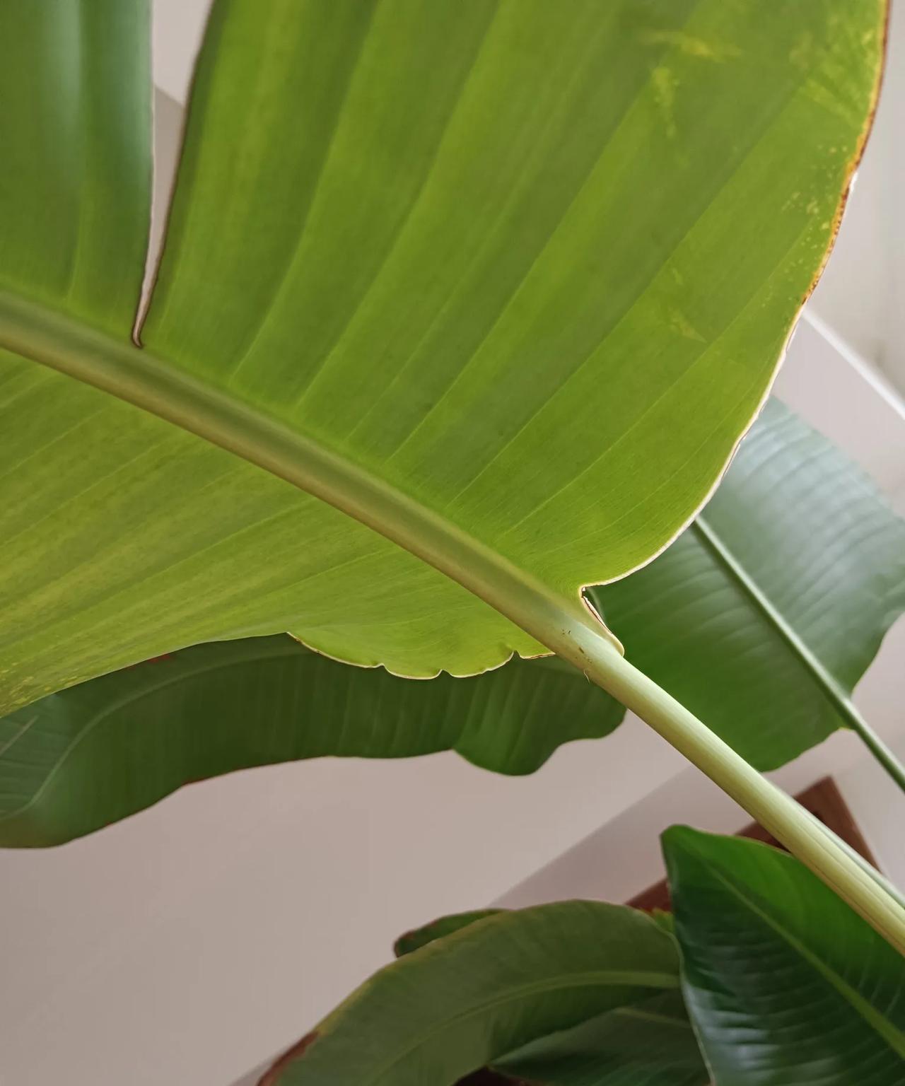 午间记。在办公室的芭蕉叶下午休，当然我不确定这是芭蕉，或许是其他什么植物，暂且当