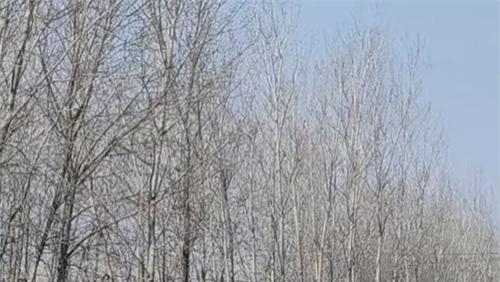 关于江苏省响水县黄圩镇多村违法违规及污染问题的情况反映