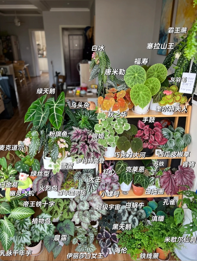 大西北也能养秋海棠？甘肃花友的「热植逆袭记」｜附西北养护攻略