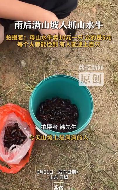 “这就是捡钱吧！”2025年6月，山东日照，一男子在雨后上山捡“山水牛”，山坡上