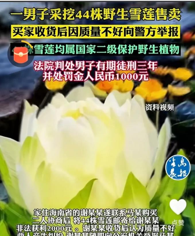 “长记性了！”6月4日，新疆，一男子上山采蘑菇，意外发现一片野生雪莲，他一口气把