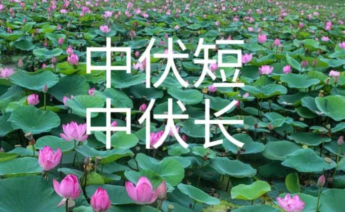“中伏长秋虎凶，中伏短凉到爽”，今年中伏是长还是短？答案来了
十天一个伏，三伏从