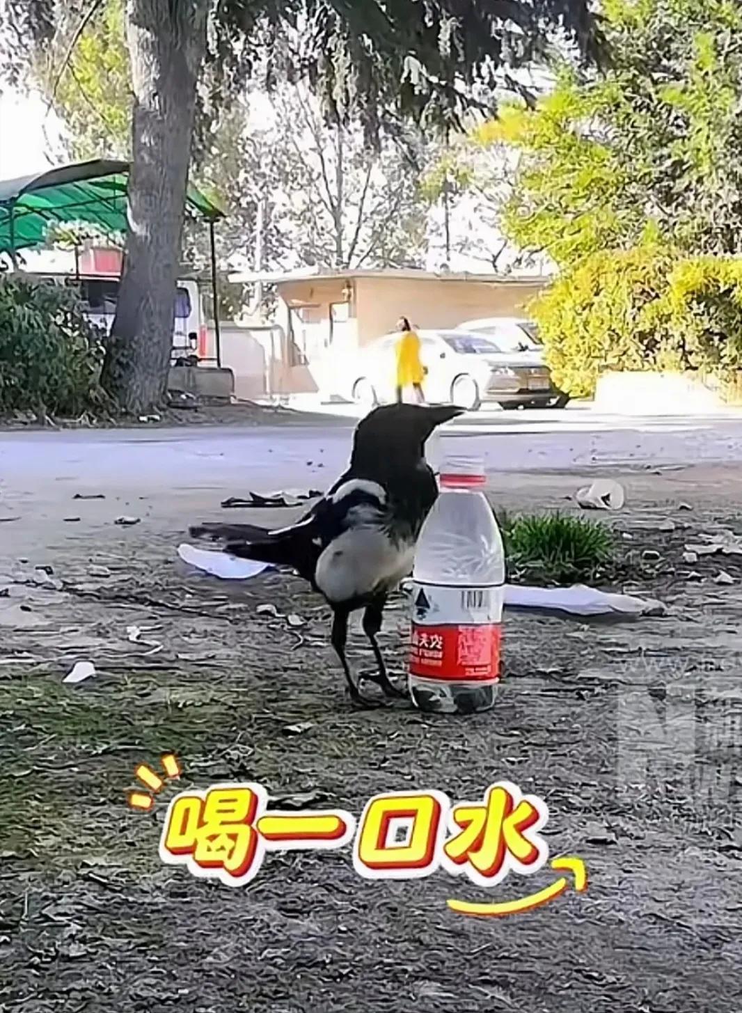 大树下面一只喜鹊看到草地上放着一只饮料瓶，饮料瓶里有半瓶水，喜鹊这时很渴，见到饮