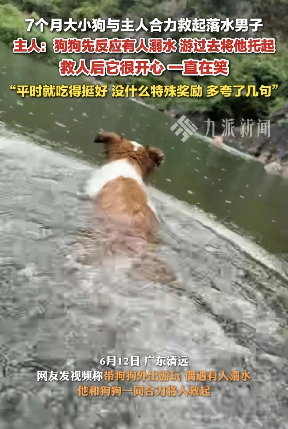 暖心！广东清远7个月大小狗与主人合力救起落水男子
2025年6月10日，广东清远
