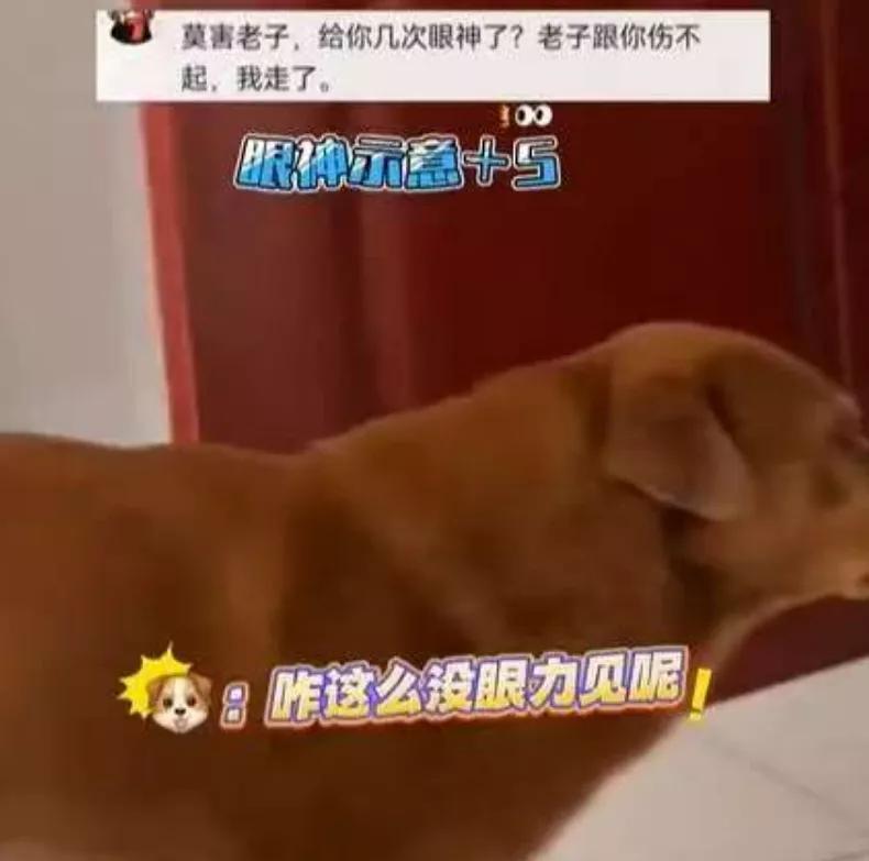 "狗成精了！"山东，一男子喊狗狗上床，狗狗见女主人没发话，不敢上，就用眼神疯狂暗