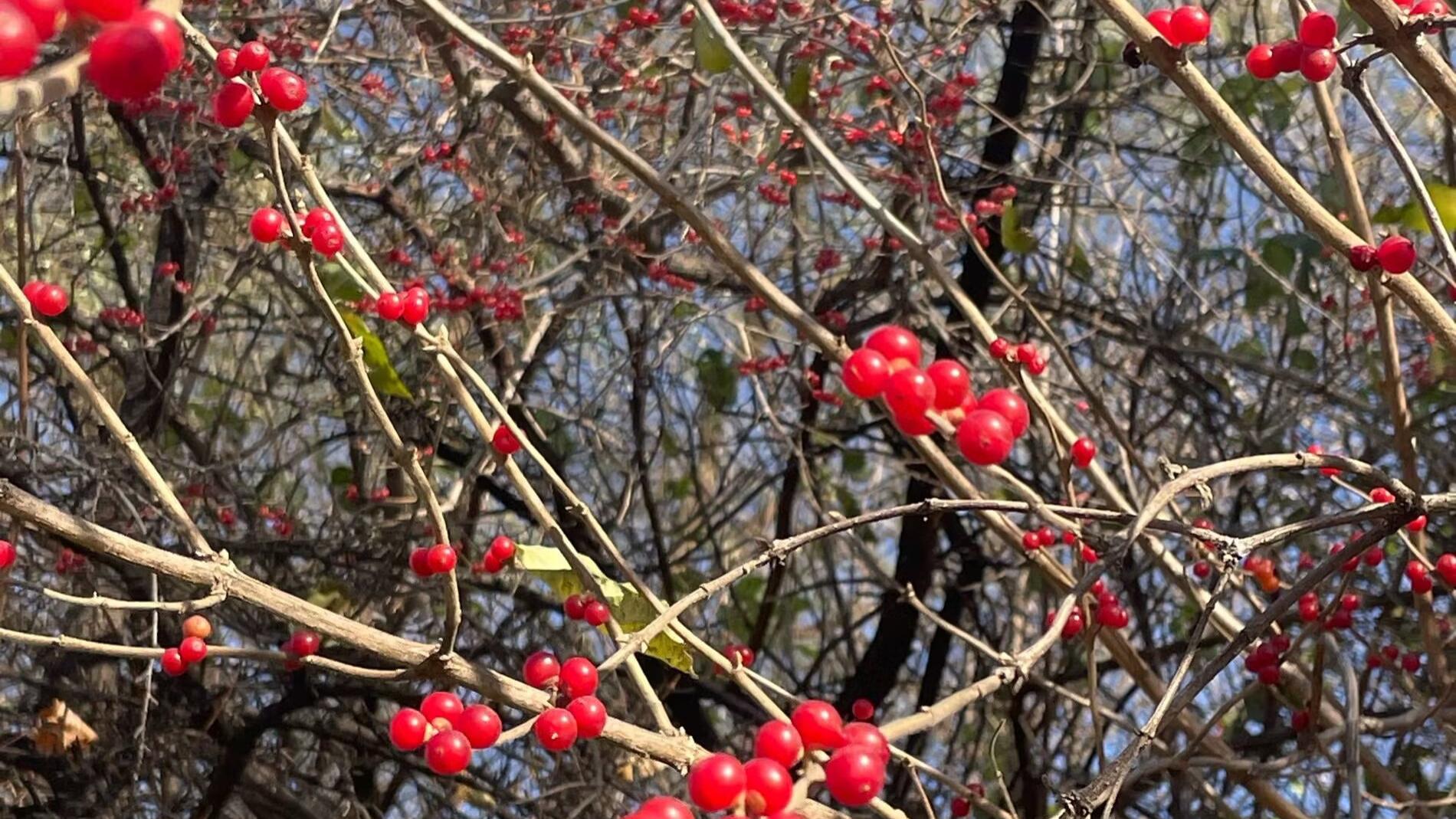 “硕博的那些事儿”：受害者心理。