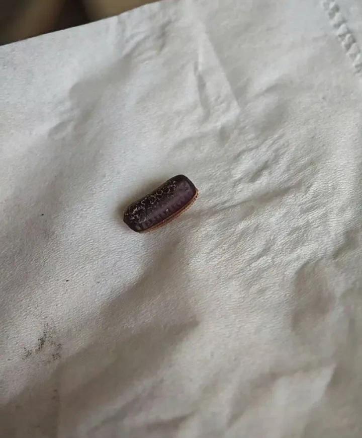 大家快帮我看看
这是一个什么呀？
我今天早上出门的时候
从门上扣下来的。
有人说
