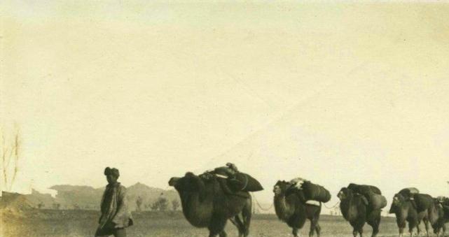 1951年，阿里驻军断粮，连马都杀了吃。眼看全军都要饿死，一个小战士干了一件事，