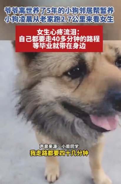 “被一条狗感动哭了！”近日，一名女大学生晚上睡觉时，听到门口一直有狗叫声，女生将