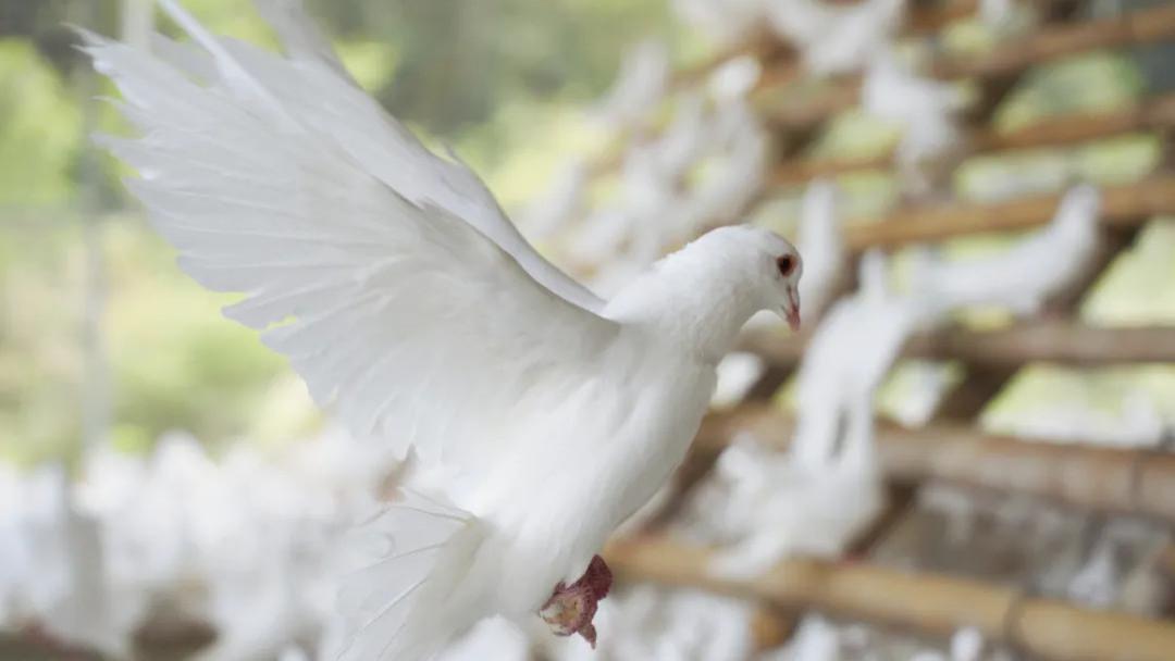 赣南鸽，山谷里飞出“金凤凰”