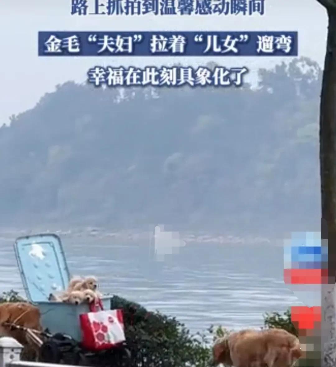 四川一对金毛狗夫妇，用小童车拉着四只狗孩子，在江边兜风游玩。
金毛爸爸在前面拉着